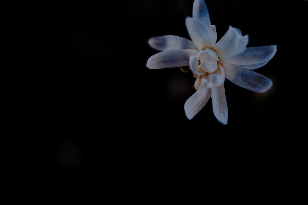 High contrast magnolia.